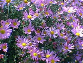 Histoire de mot: Le chrysanth�me